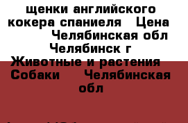 щенки английского кокера спаниеля › Цена ­ 3 000 - Челябинская обл., Челябинск г. Животные и растения » Собаки   . Челябинская обл.